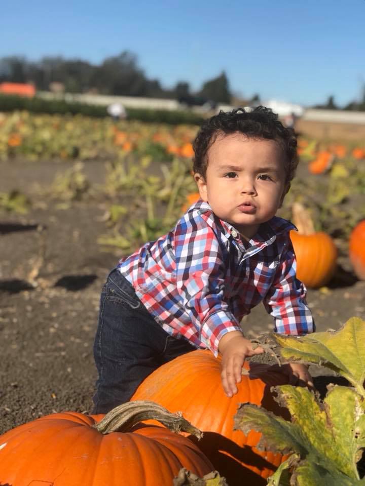 Picking Pumpkins 2017